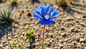 La star bleue du jardin sec : une vivace majestueuse qui illumine l'été