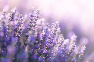 Rustique et élégante, cette plante fleurit sans relâche malgré la sécheresse, avec de magnifiques nuances de mauve lavande