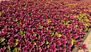 Cette plante à feuillage rouge retient l’humidité et colore les massifs sans arrosage L'heuchère : la plante miracle qui transforme vos massifs en tapis colorés sans une goutte d'eau