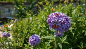 Cette fleur à l’allure exotique pousse dans les friches et soigne les sols fatigués La Buddleia : cette fleur violette qui transforme les terrains abandonnés en havres de biodiversité
